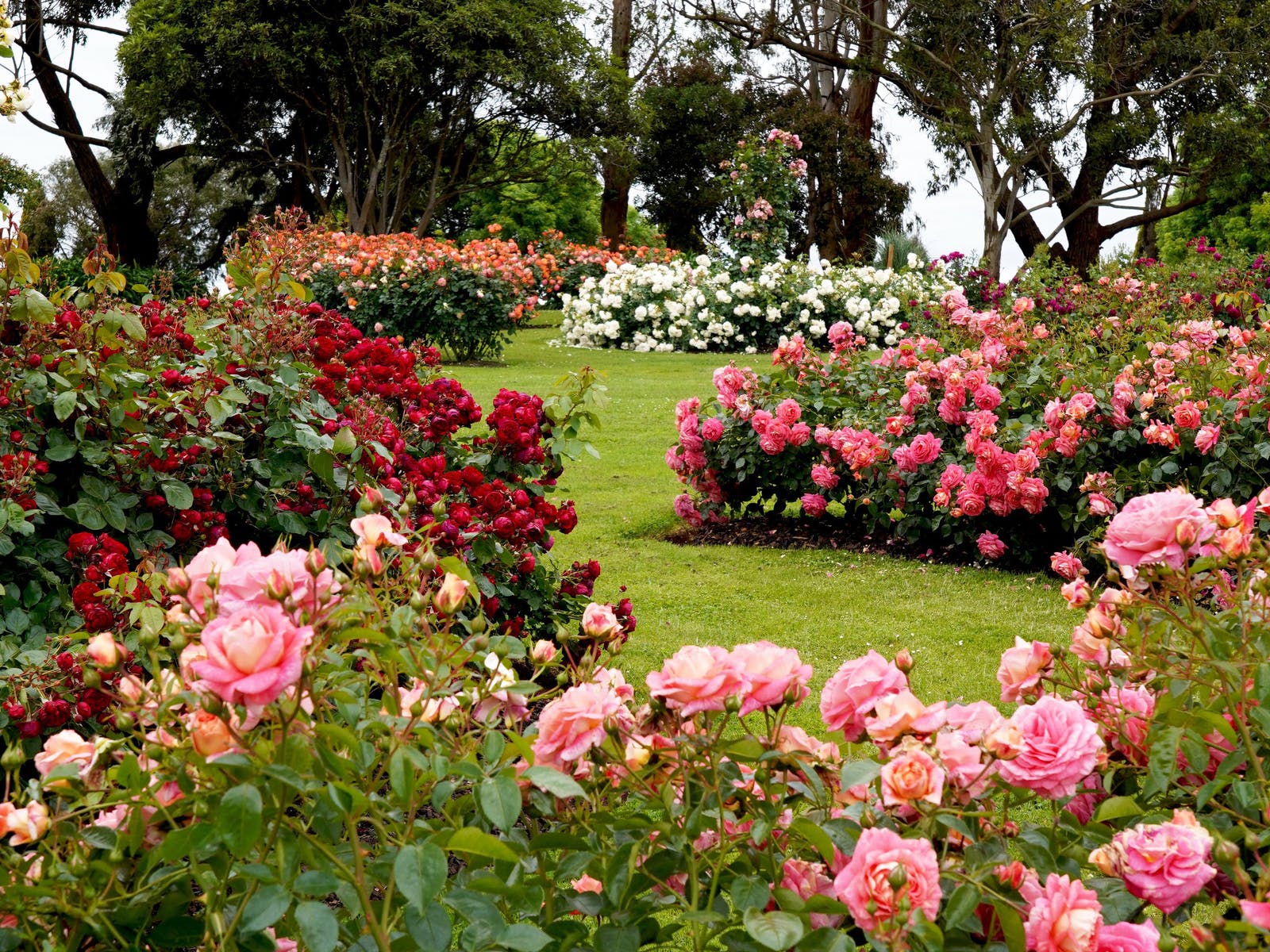 Treloar Roses Display Garden, Attraction, Great Ocean Road, Victoria,  Australia