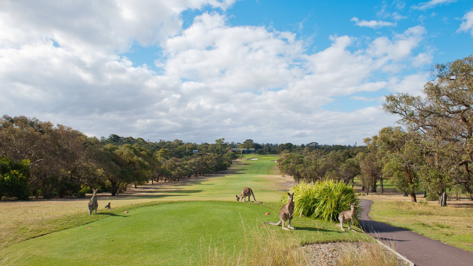 anglesea golf course kangaroo tour
