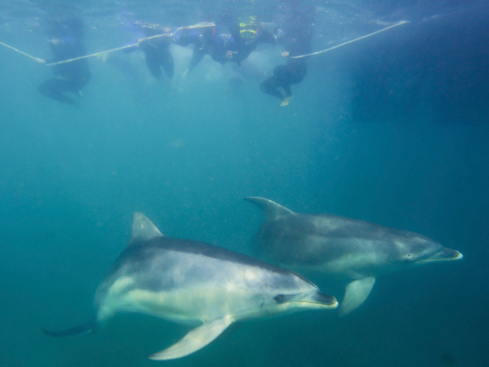 dolphin tour mornington peninsula