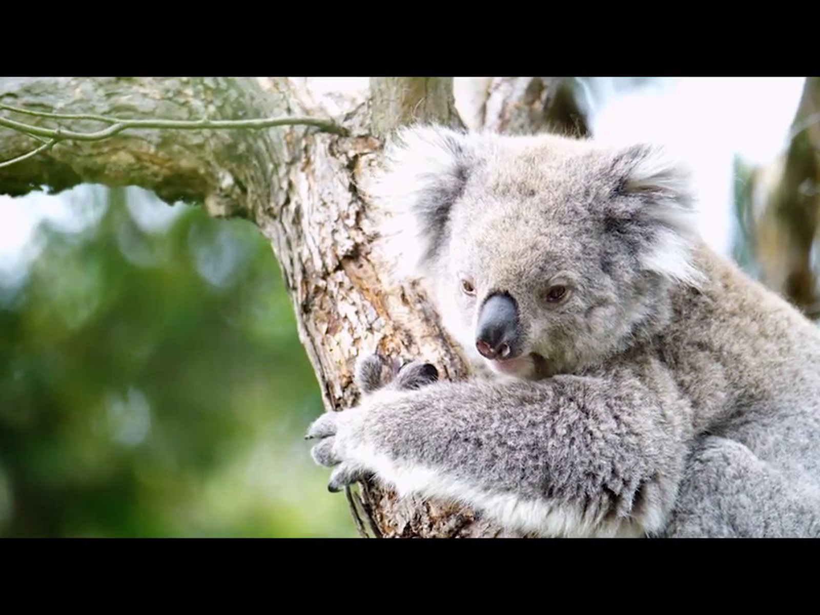 Koala Conservation Reserve, Attraction, Phillip Island, Victoria, Australia