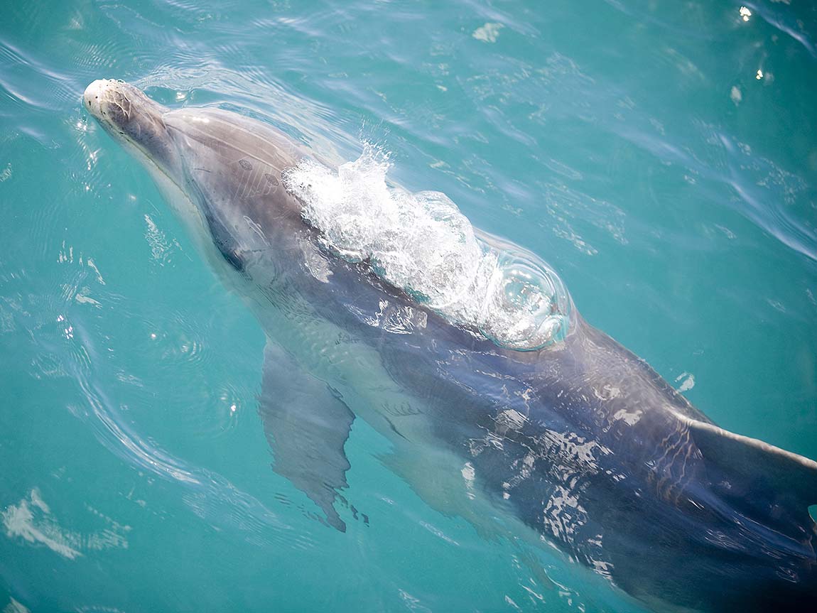 Dolphin in Port Phillip Bay, Mornington Peninsula, Victoria, Australia