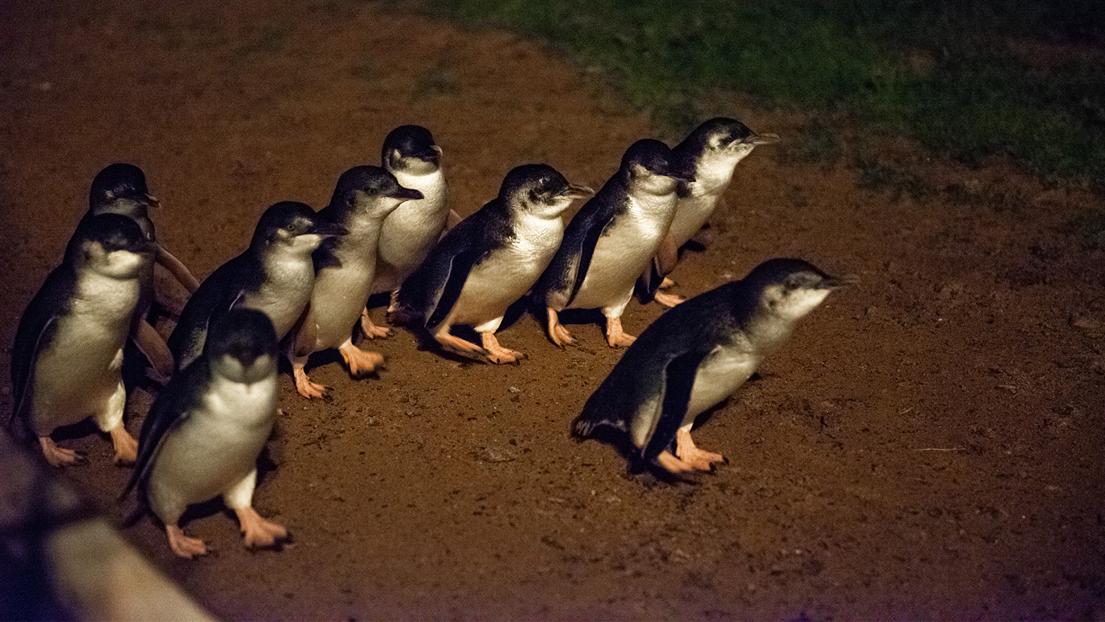 Penguin Parade at Phillip Island Nature Park, Phillip Island, Victoria, Australia