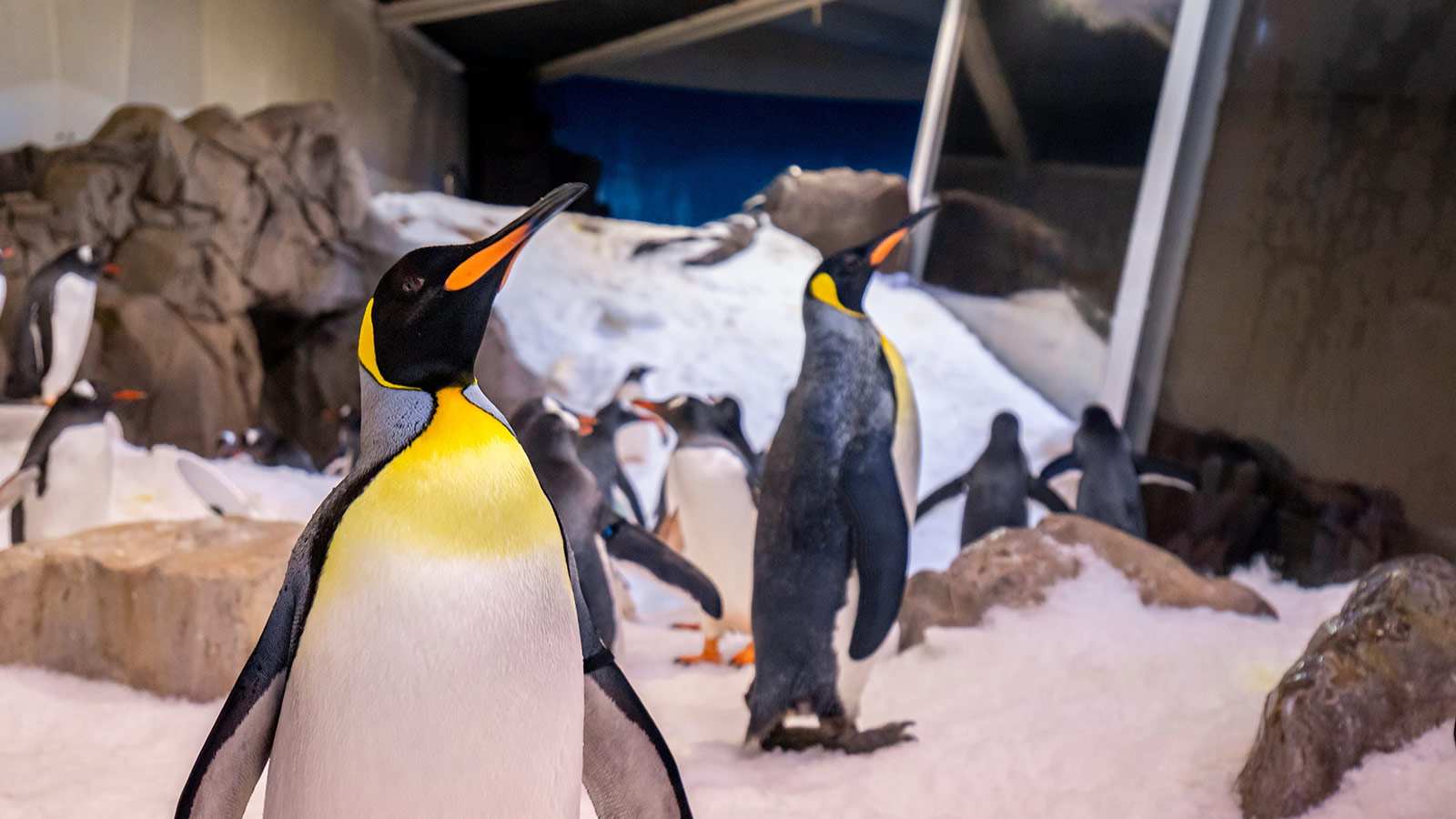 King penguins at SEA LIFE Aquarium, Melbourne. Credit: Tourism Australia